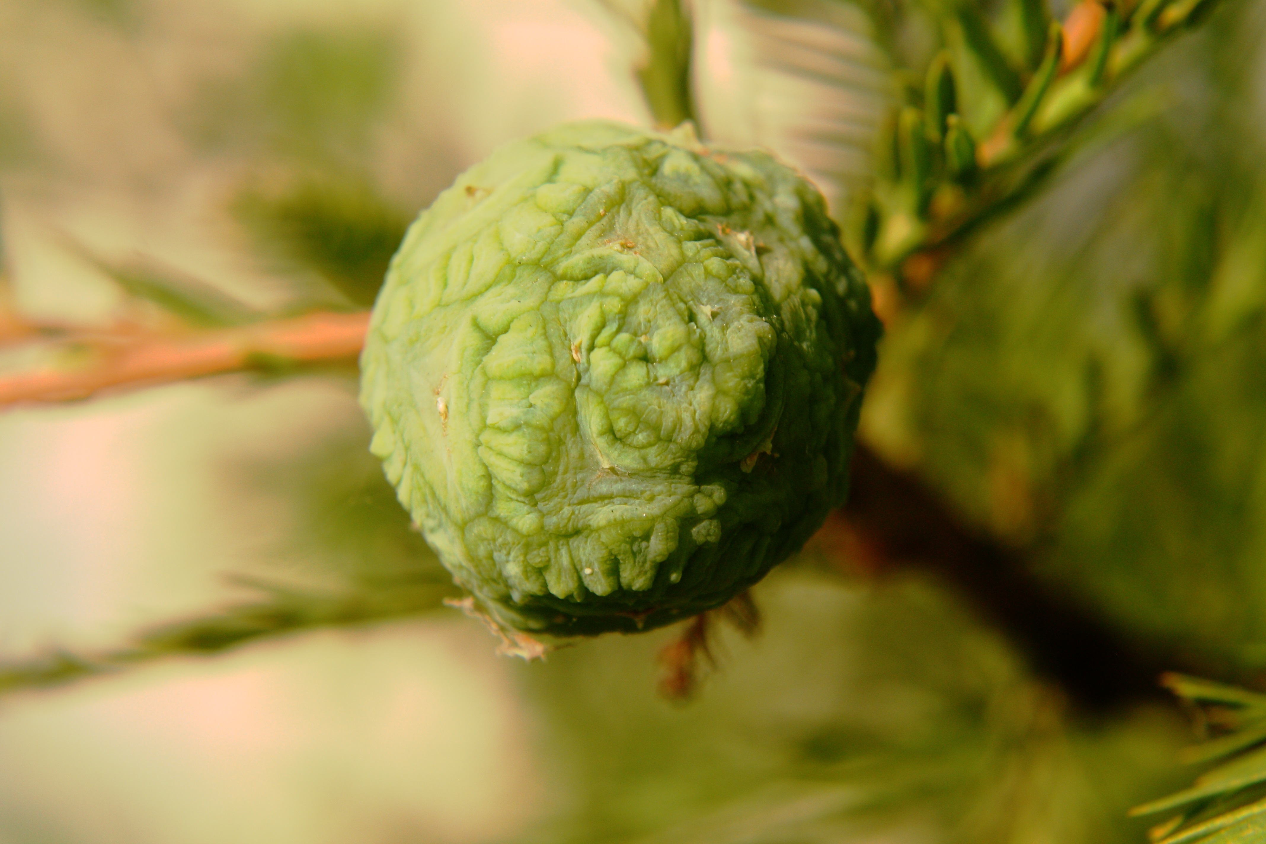 IMG_5689 Bald Cypress Cone | Shutterbug